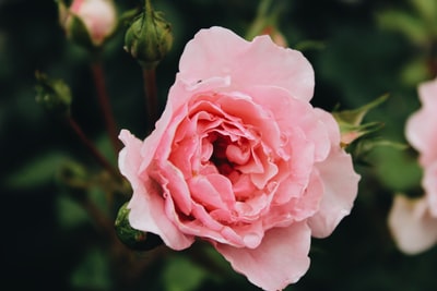 Petals pink flowers
